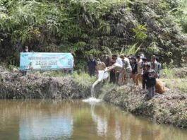 Bupati Pakpak Bharat Tabur Benih Ikan di Desa Pardomuan