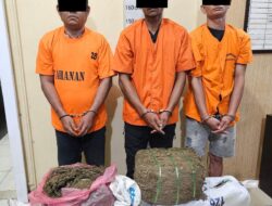 Sat Narkoba Polres Langkat Amankan Tiga Tersangka dan 32 Kg Ganja