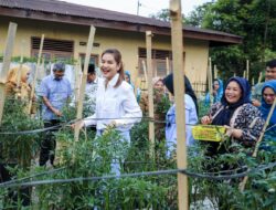 Bersama Kelompok Tani, Ketua TP PKK Kota Medan Panen Cabai Merah
