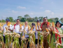 Panen 8 Ton Jagung Bersama Bobby Nasution, Mentan: Ini Luar Biasa, Semoga Hentikan Impor