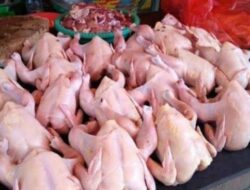 Harga Daging Ayam Mahal, Kalau Naik Lagi Pedagang Dan Peternak Bisa Buntung