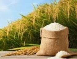 Kebijakan Impor Beras Upaya Pemerintah Jaga Stok Pangan Hadapi Cuaca Ekstrim