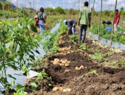 Berkat Dukungan Bibit PT TPL KTH Parsaoran Parpatihan Panen Perdana Kentang