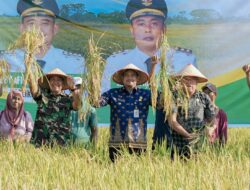 Panen Raya Padi di Persawahan Mabar Hilir, Bobby Nasution Ingin Sektor Pertanian Berkembang