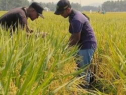 Jelang Peresmian, AMANAH Distribusikan 50 Ribu Bibit untuk Wujudkan Visi Ketahanan Pangan Presiden Jokowi