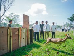 Satwa Unik Taman Cadika Bertambah, Pj Sekda Lepas 15 Ekor Rusa Totol Asal Istana Kepresidenan Bogor