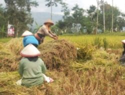 Presiden Prabowo Siap Gas Pol Wujudkan Swasembada Pangan