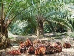 Mengapresiasi Strategi Hilirisasi Demi Percepatan Pemerataan Ekonomi Nasional