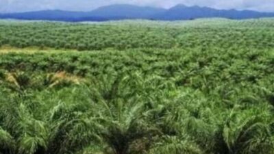 Pemerintah Terapkan Replanting Lahan dalam Program Swasembada Pangan