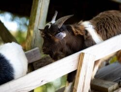 Makna dan Semangat Berkurban dalam Kehidupan Sosial dan Keagamaan