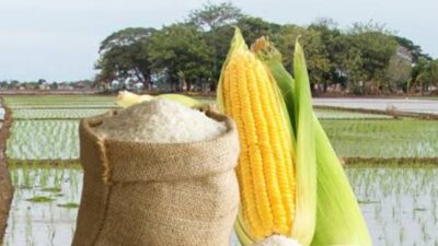 Stok Beras Capai 4 Juta Ton, Pemerintah Perkuat Program Swasembada Pangan