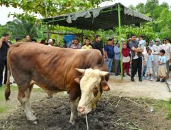 Gubernur Sumut Bobby Nasution Saksikan Penyembelihan Hewan Kurban di Kampung Nelayan
