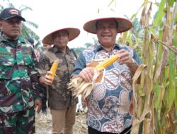 Bupati Asahan Ikuti Panen Raya Jagung Serentak yang Dipimpin Presiden Republik Indonesia