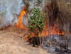 Komitmen Pemerintah dalam Penanganan Bencana Karhutla di Riau