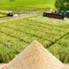 Pemerintah Optimalkan Lahan Sitaan Untuk Proyek Swasembada Pangan yang Serap Tenaga Kerja