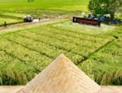 Pemerintah Pastikan Tahun 2025 Jadi Pencapaian Bersejarah Swasembada