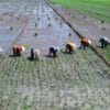 Menteri ATR Setop Sementara Terbatas Izin Alih Fungsi Lahan Sawah