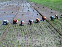 Menteri ATR Setop Sementara Terbatas Izin Alih Fungsi Lahan Sawah