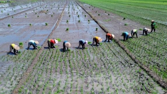 Menteri ATR Setop Sementara Terbatas Izin Alih Fungsi Lahan Sawah