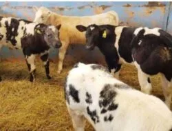 Program Sapi Merah Putih Membuka Jalan Swasembada Pangan dan Pekerjaan Produktif