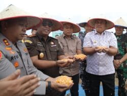 Panen Raya Jagung di Asahan, Polres dan Forkopimda Dorong Swasembada Pangan