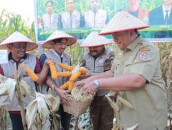 Bupati Asahan Hadiri Panen Raya Jagung di Tinggi Raja: Pemerintah Teguhkan Komitmen Kemandirian Pangan Daerah