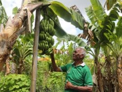 Kampung Reforma Agraria Baumata di Kupang, Capai Kemandirian Ekonomi Melalui Budidaya Pisang Cavendish