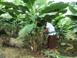 Berdaya dengan Akses Reforma Agraria, Desa Asahduren Lebih Produktif dengan Pisang Cavendish