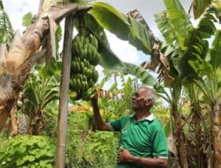 Reforma Agraria Ubah Pola Pikir Warga Desa Baumata di Kabupaten Kupang, Hasilkan Peningkatan Penghasilan Petani