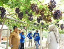 Jadi Kawasan Agrowisata Favorit Kota Palu, Kebun Anggur Duyu Bangkit Bukti Kerja GTRA