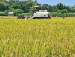 Swasembada Beras Diperkuat, Arah Kebijakan Menuju Pasar Ekspor