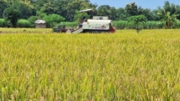 Swasembada Beras Diperkuat, Arah Kebijakan Menuju Pasar Ekspor