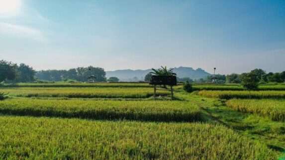 Ancaman Global Meningkat, Swasembada Pangan Jadi Prioritas Nasional