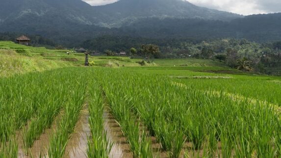 Pemerintah Jadikan Tekanan Global Momentum Swasembada Pangan