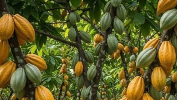 Komoditas Perkebunan Didorong Naik Kelas lewat Hilirisasi