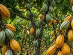 Komoditas Perkebunan Didorong Naik Kelas lewat Hilirisasi