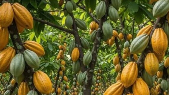 Komoditas Perkebunan Didorong Naik Kelas lewat Hilirisasi