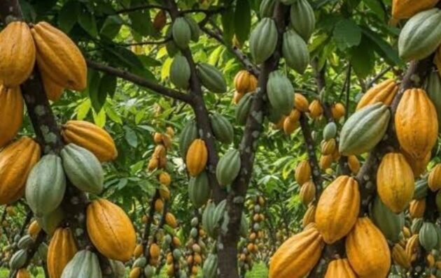 Komoditas Perkebunan Didorong Naik Kelas lewat Hilirisasi