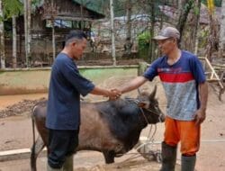 Gubernur Bobby Nasution Salurkan 10 Ekor Sapi untuk Korban Bencana di Tapsel dan Tapteng Jelang Lebaran
