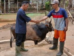 Gubernur Bobby Nasution Salurkan 10 Ekor Sapi untuk Korban Bencana di Tapsel dan Tapteng Jelang Lebaran