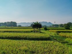 Distribusi Bantuan Pangan Dipercepat untuk Perkuat Daya Beli Masyarakat