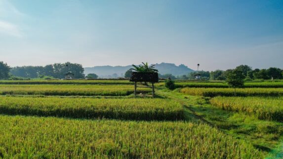 Distribusi Bantuan Pangan Dipercepat untuk Perkuat Daya Beli Masyarakat