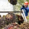 HUT RI ke-81, Pemerintah Perkuat B50 untuk Ketahanan Energi Indonesia