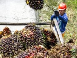 Potensi Besar Industri Sawit Terapkan Model Ekonomi Sirkular