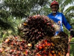 HIPMI Dorong Hilirisasi Sawit di Sektor Pangan