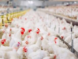 Ketahanan Pangan Diperkuat melalui Proyek Hilirisasi Ayam Terintegrasi Nasional