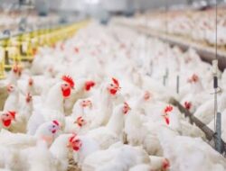 Ketahanan Pangan Diperkuat melalui Proyek Hilirisasi Ayam Terintegrasi Nasional