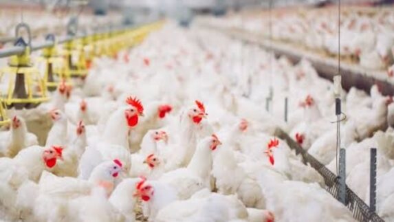 Ketahanan Pangan Diperkuat melalui Proyek Hilirisasi Ayam Terintegrasi Nasional