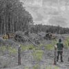 Penyerahan Dana Hasil Penertiban Hutan Jadi Tonggak Tata Kelola SDA Nasional