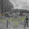 Penyerahan Dana Hasil Penertiban Hutan Jadi Tonggak Tata Kelola SDA Nasional